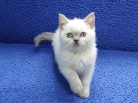 British Blue Point yavrumuz Teslime hazırdır