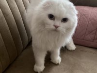 6 aylık erkek scottish fold