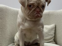 TÜRKİYE DE TEK PİNK PUG YETİŞKİN DİŞİ