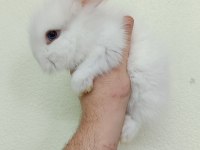 Lop tavşanı yavrular