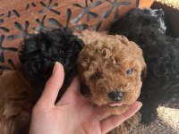 TR NİN EN İYİ ANNE BABASINDAN POODLE