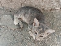 Gri yavru kedimiz acil yuva arıyor