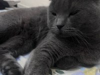 Satılık scottish fold bir buçuk yaşında erkek