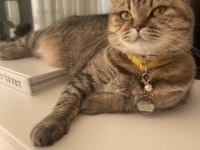 British Shorthair 6 Yaşında