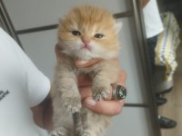 Şecereli golden british longhair yavrularım rezerve