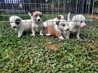 1.5 aylık jack russell yavrular