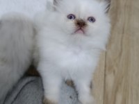 Bal Çocuk Kediler
