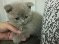 2.5 Aylık Erkek Scottish Fold Yavru