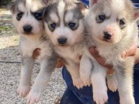 Safkan Üst kalite Husky