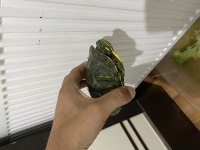 Kırmızı yanaklı tatlı su kaplumbağası