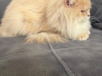 British Longhair Erkek