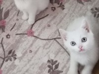 Beyaz Scottish Fold Yavru