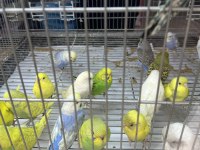 BEBEK MUHABBET KUŞU YENİ YEME DÜŞMÜŞ GÖNDERİM VAR