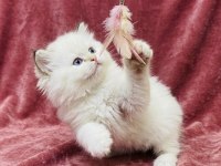 Safkan British Longhair Bebekler