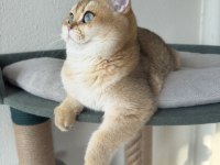 Safkan british shorthair yavrular