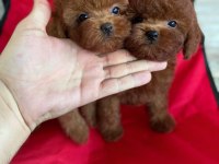 TÜY DÖKMEYEN SAĞLIK IRK KALİTE GARANTİLİ KÖPEKLERİMİZ