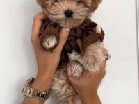 Toy poodle den farksız teacup maltipoo daha uygunu yok