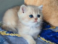Safkan British Shorthair Erkek