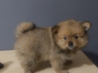 Pomeranian spitz