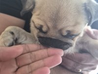 Sahiplendirilecek Pug Köpeğimiz