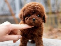 Muhteşem Güüzellikte Toy Poodle Köpeklerim