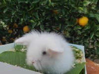 Hollanda Teddy Lop Tavşanı Yavrular