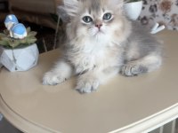 British longhair blue golden ay kardeşler