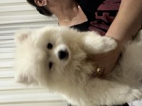 Pomeranian köpeğimiz