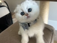 Bebek Surat Silver Scottish Fold