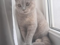 5 aylık british shorthair