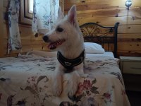 Çipli ve eğitimli yavru köpeğimiz