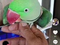Ful evcil konuşan erkek İskender papağanı