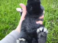 LOP KIRMASI BİR ÇİFT YAVRU TAVŞAN