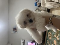 Sıfır numara maltese terrier