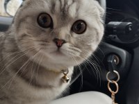 GÖZ BEBEĞİ SCOTTİSH FOLD KEDİMİZ