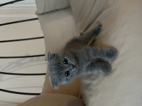 Bursa osmangazi british shorthair
