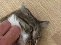 ACİL SAHİPLENDİRME KEDİMİZ