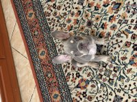 MÜKEMMEL ANATOMİ FRENCH BULLDOG