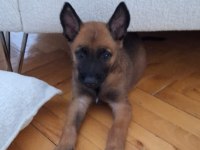 Belçika kurdu malinois