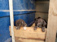 Blue ve siyah yavru danualar