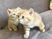 2 Aylık yavru scottish fold