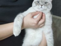 İzmir Konak Mavi Gözlü British Shorthair Blue Point
