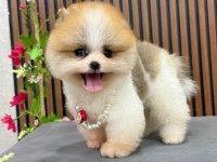 3 aylık partycolor erkek pomeranian yavrumuz
