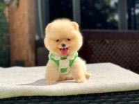 Yavru Pomeranian Boolarımız