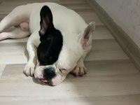 Yavrumuz A kalite french bulldog (Kaslı) AİLE KÖPEĞİ
