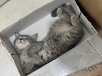 Yakışıklı güzel gözlü british shorthair oğlum