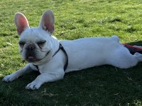 Sağlıklı,ırk garantili French Bulldog yavrusu