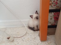 Anne altında siyam kedisi