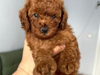 Kore red poodle