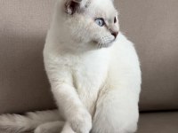 Scottish Fold Oğlumuzu Vermek Zorundayız.